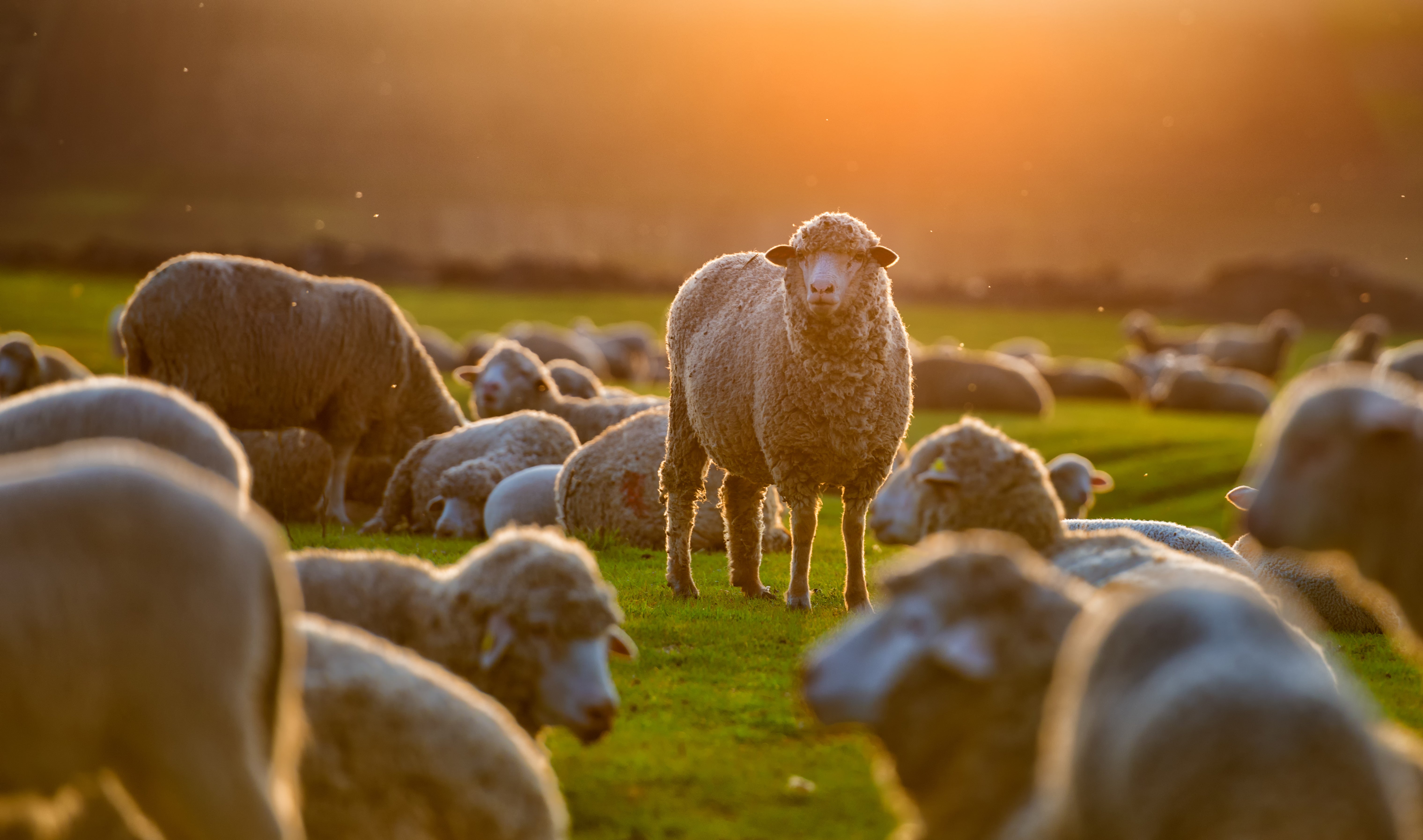 Naturally Rich Lamb Nutrition from Pasture to Paw for Dogs