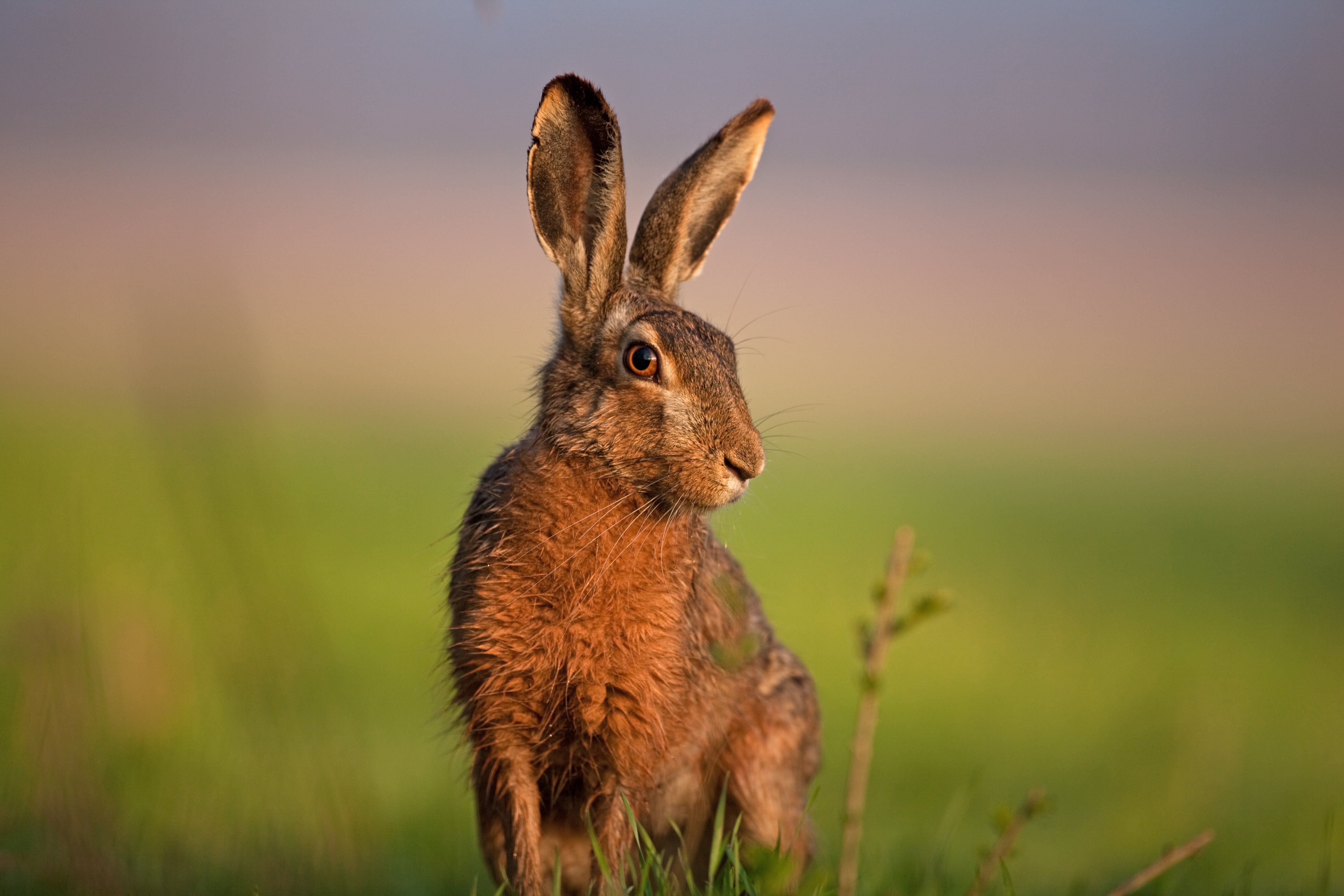 RABBIT & HARE TREATS DONE THE NATURAL WAY