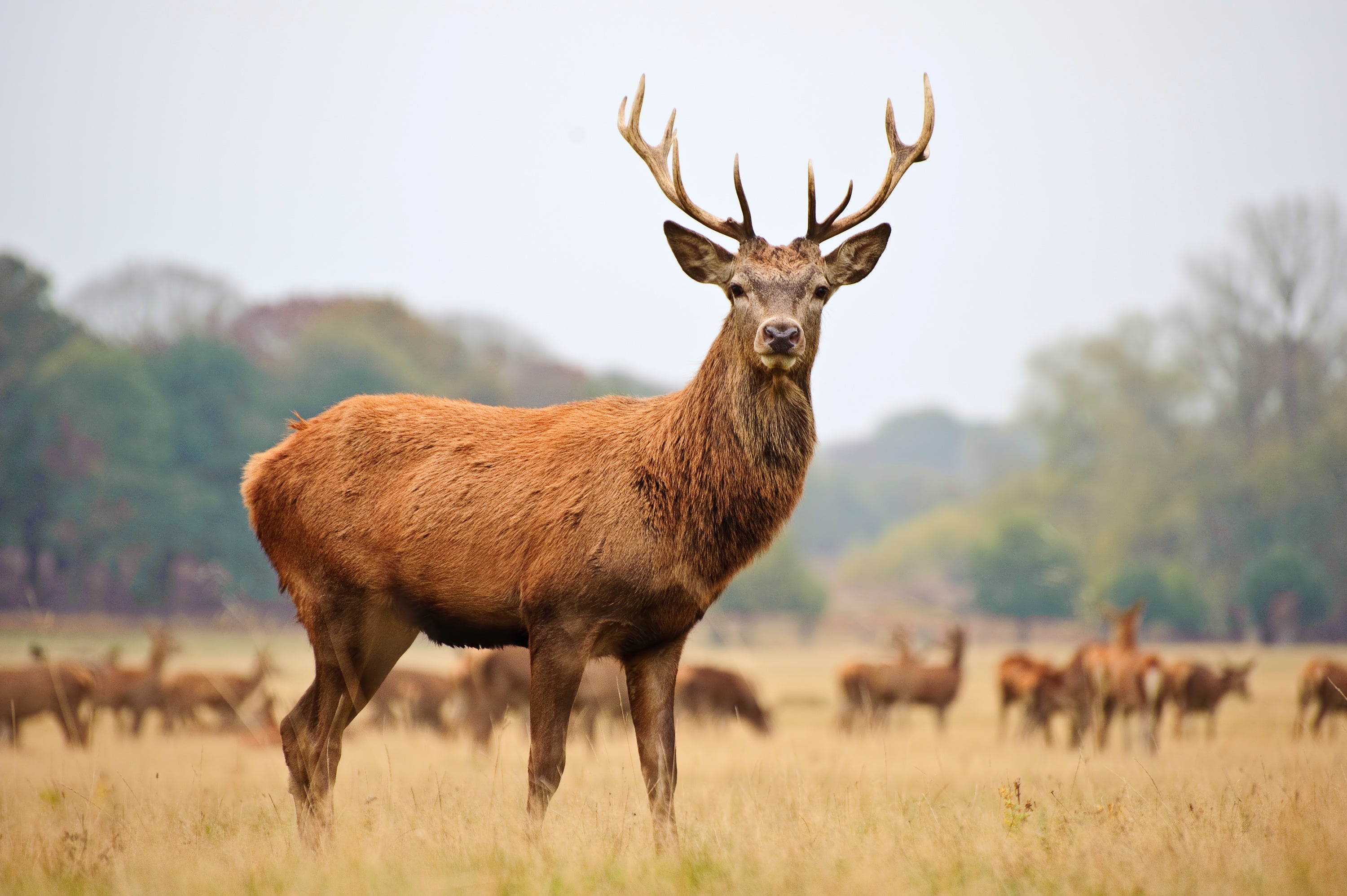 WILD VENISON TREATS