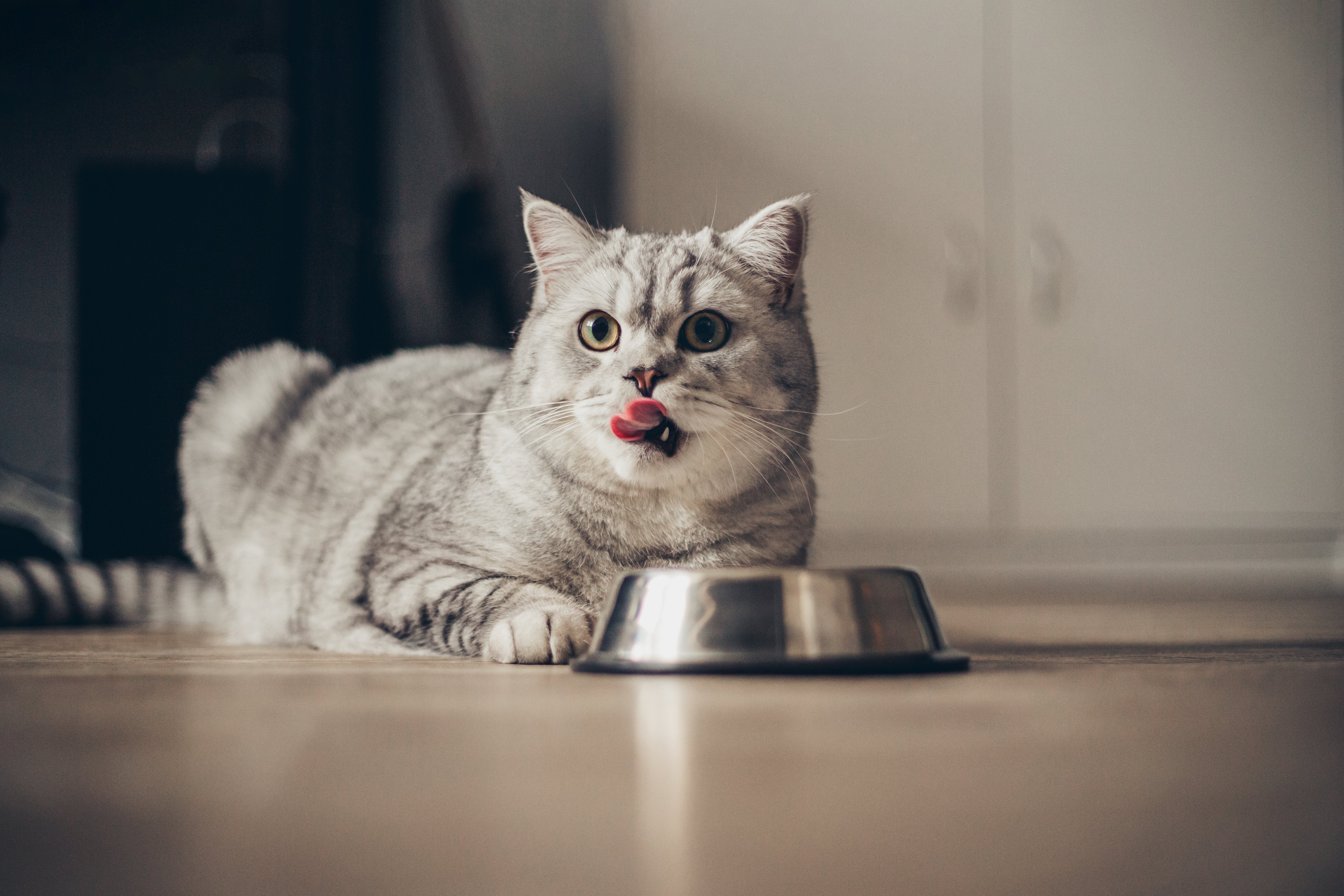 FROZEN RAW CAT RANGE