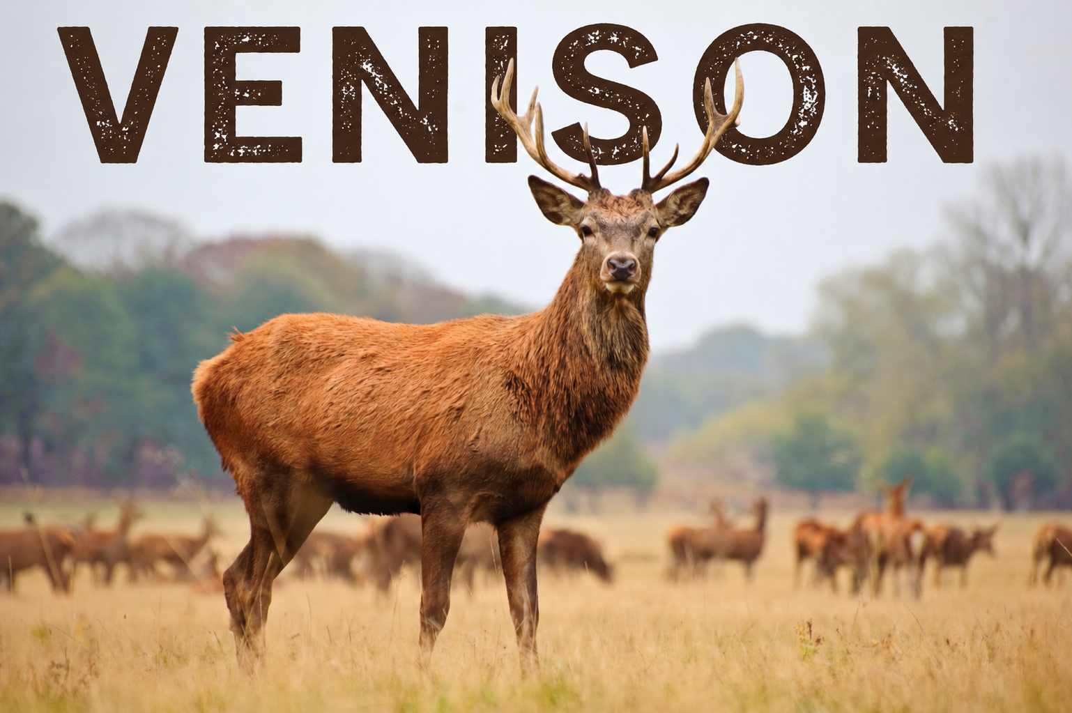 Premium Venison Feeding from Pasture to Paw