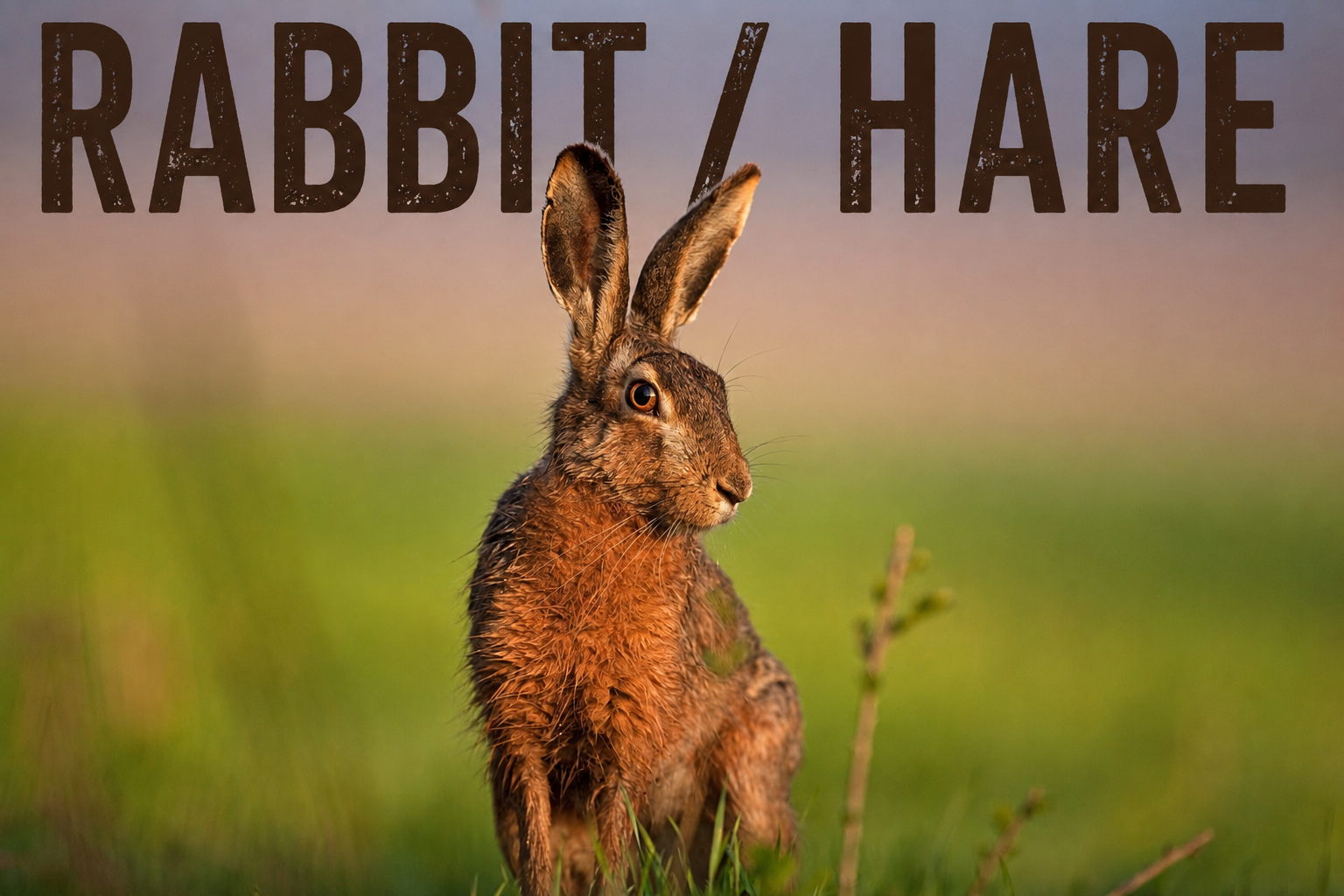 Premium Rabbit & Hare Nutrition from Pasture to Paw