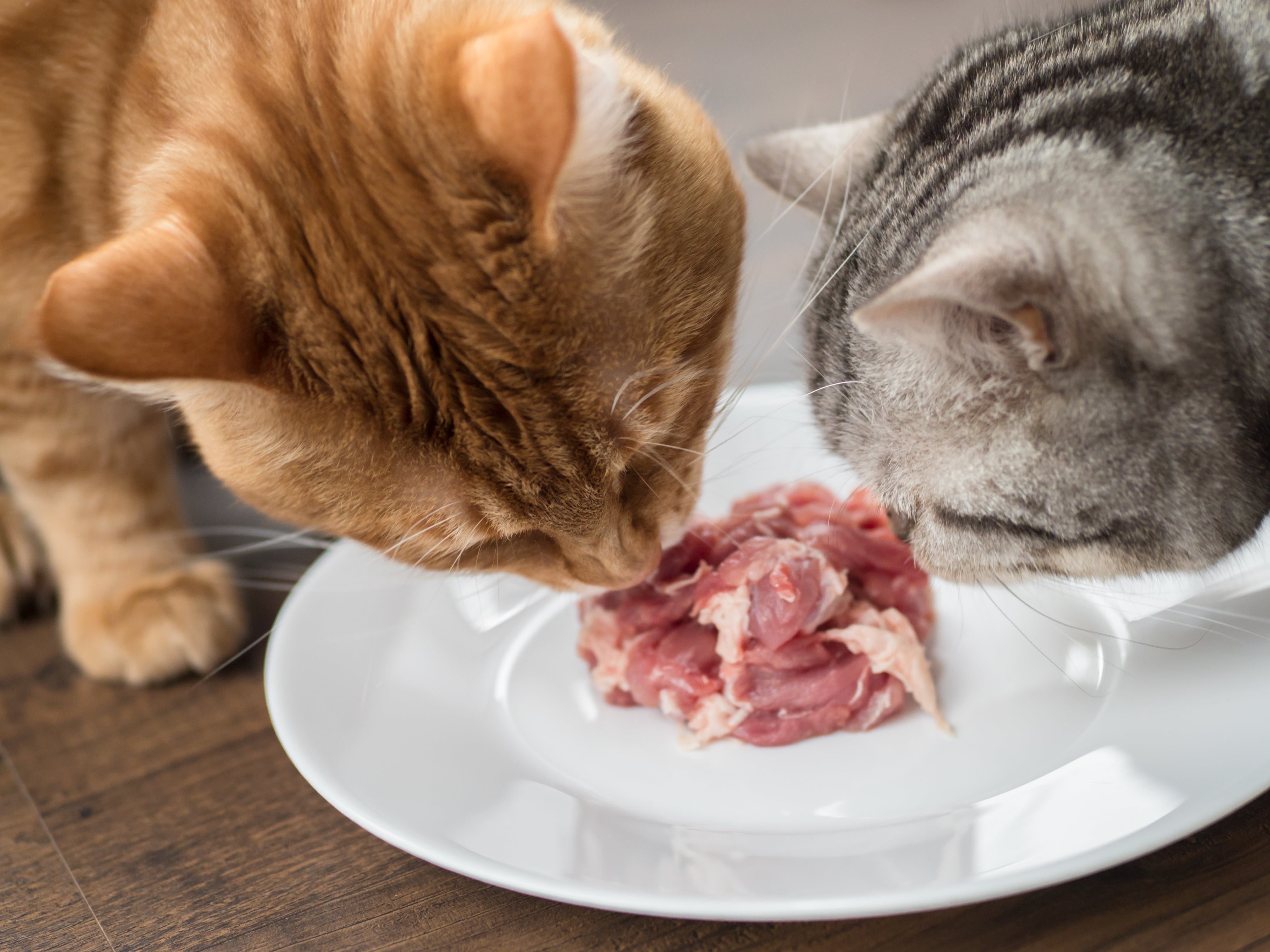 ECONOMY VALUE RAW CAT FOOD RANGE
